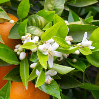 Eau de Fleur de Bigaradie